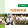 chăn nuôi dê